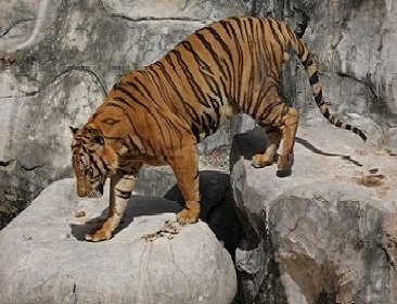 Tiger Zoo. Индивидуальный трансфер из Бангкока и Паттайи