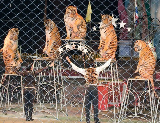 Экскурсии по Таиланду. Tiger Zoo