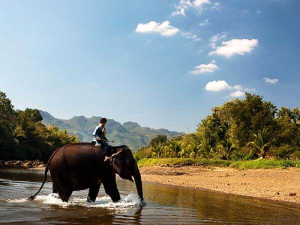 Прогулка на слонах. Индивидуальный трансфер из Бангкока и Паттайи