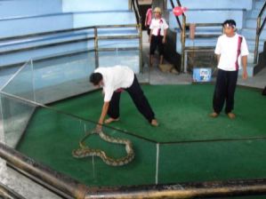 Шоу змей в Таиланде. Трансфер