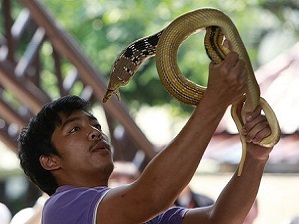Змеиная ферма. Индивидуальный трансфер из Бангкока и Паттайи